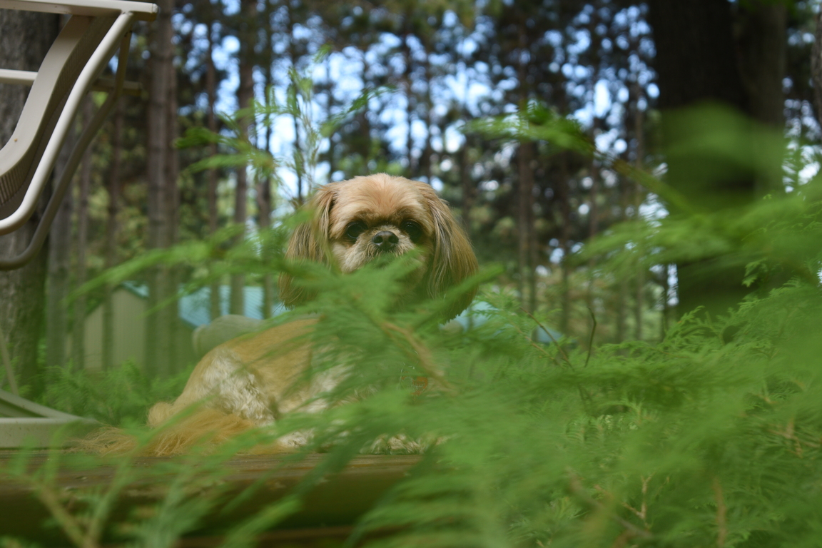 Dog