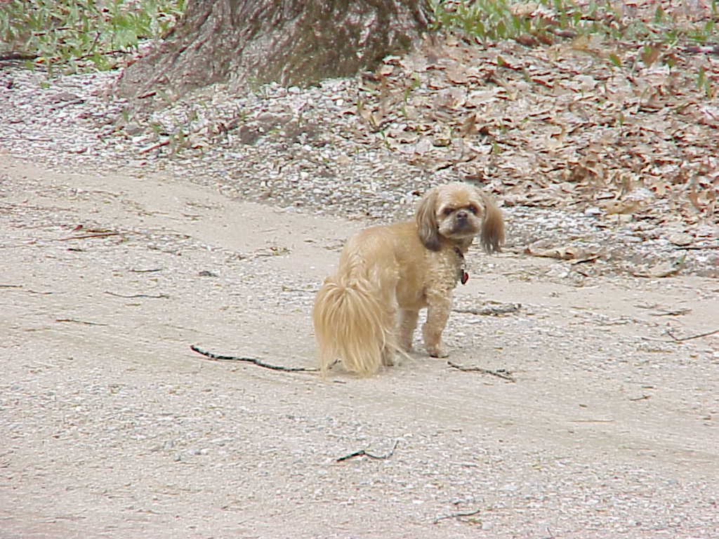 Dog