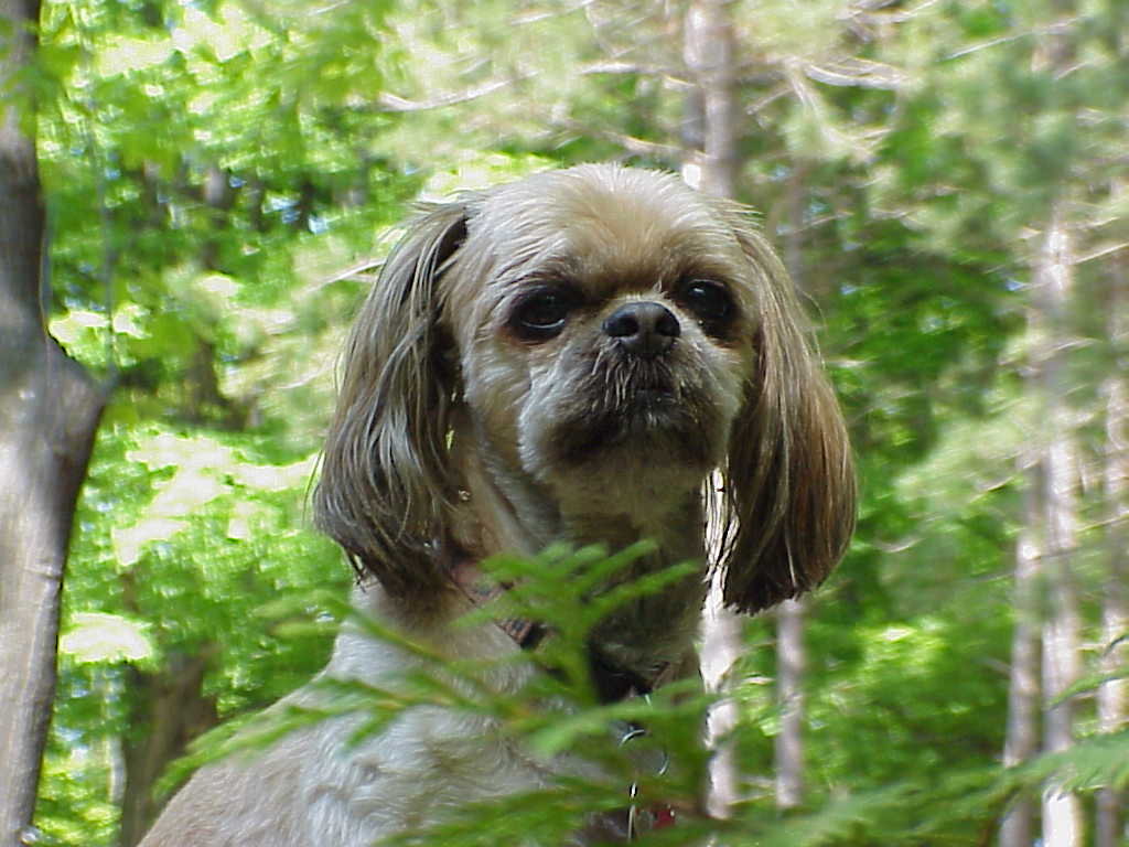 Dog