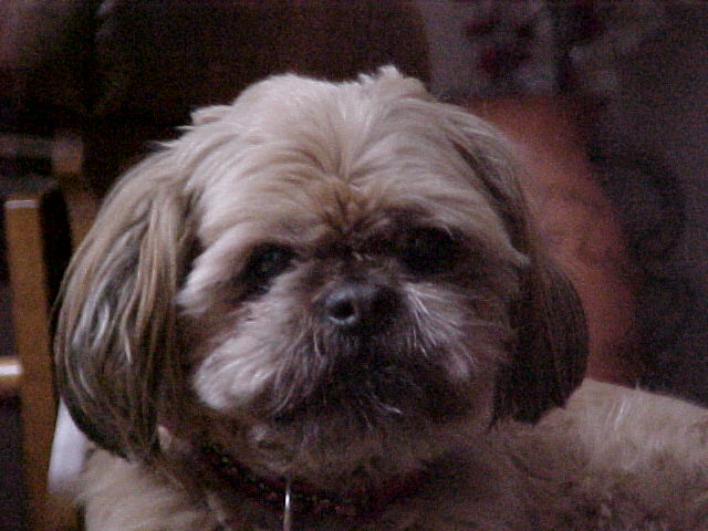 Dog