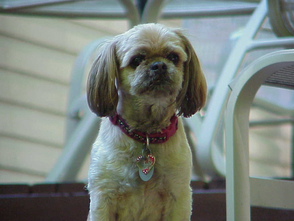 Dog