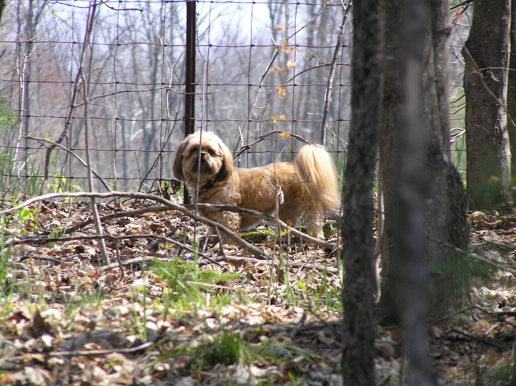 Dog