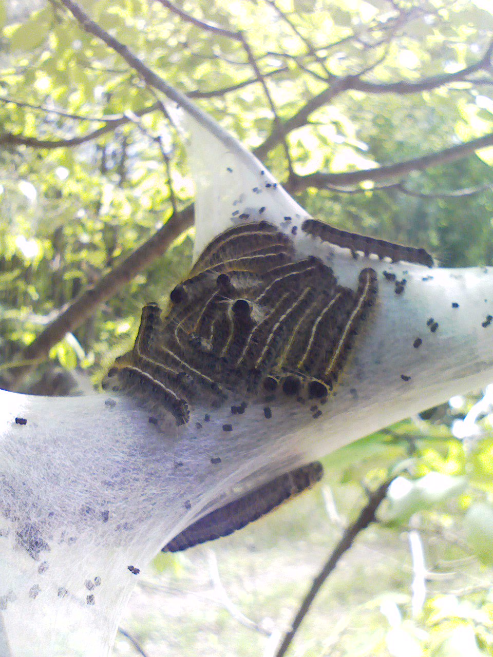 Caterpillars