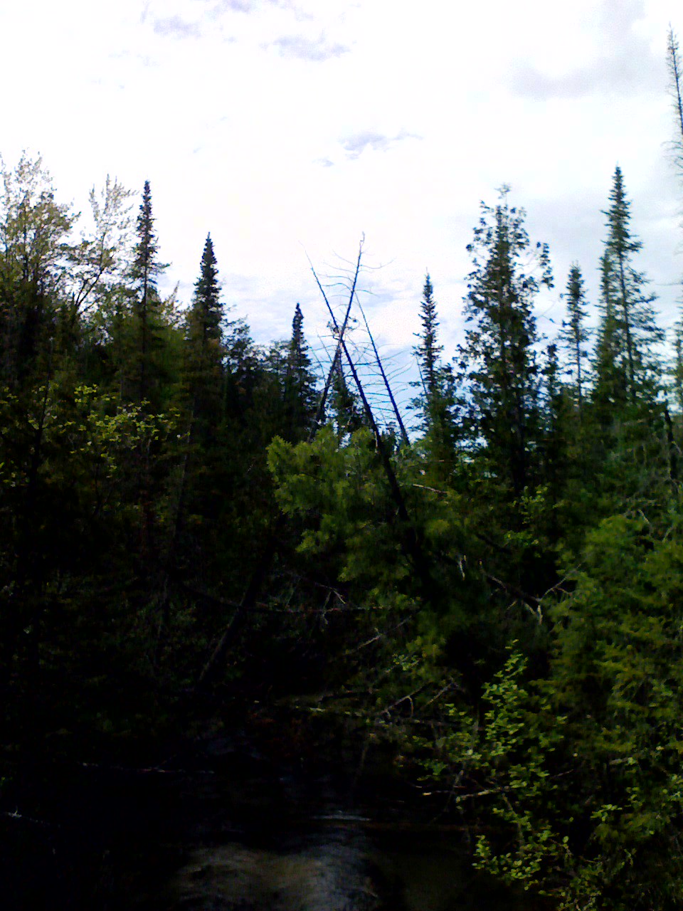 Trees