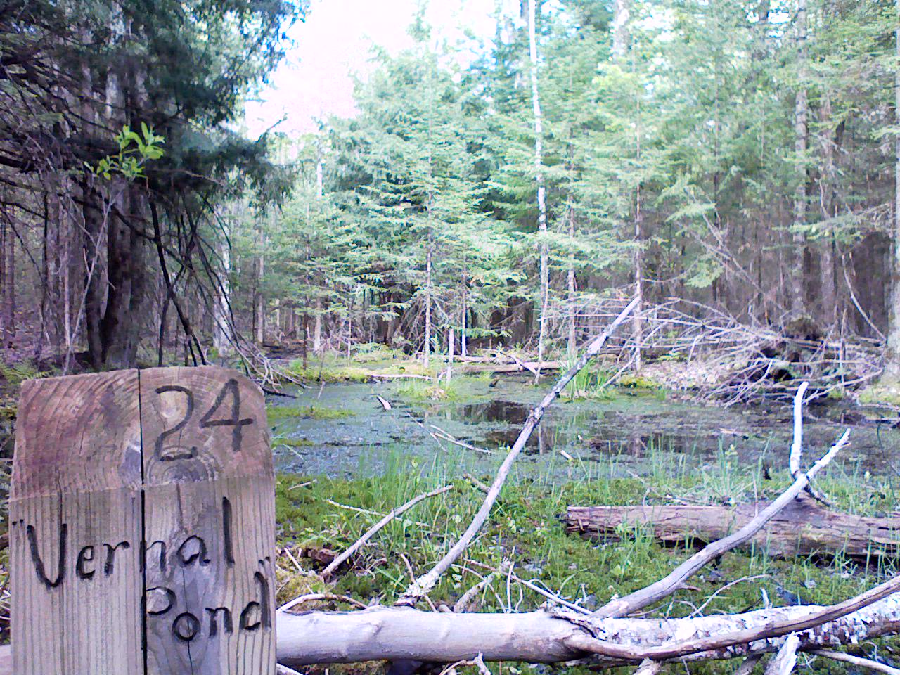 Swamp