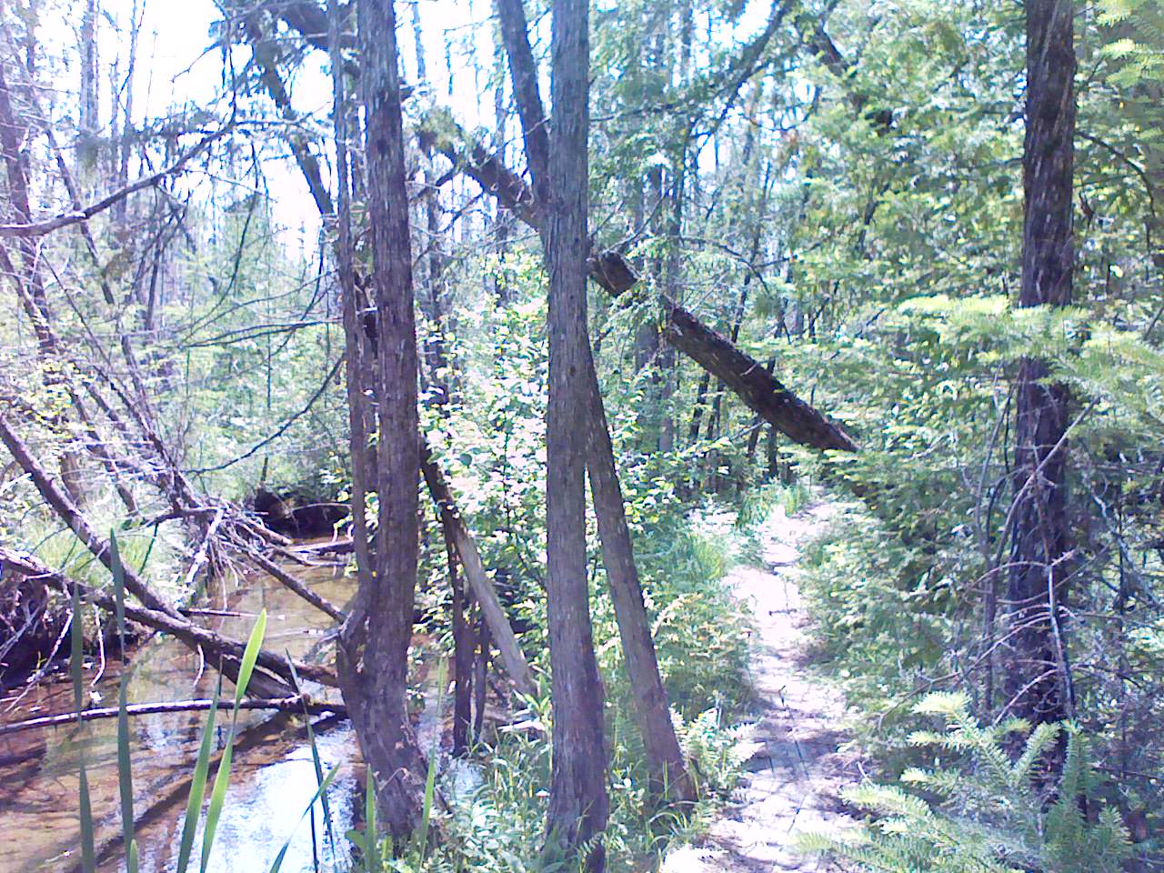 Trail near stream