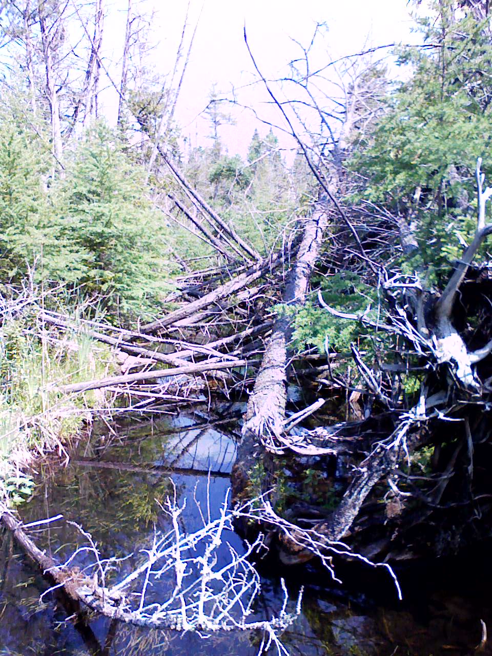 Trees in stream