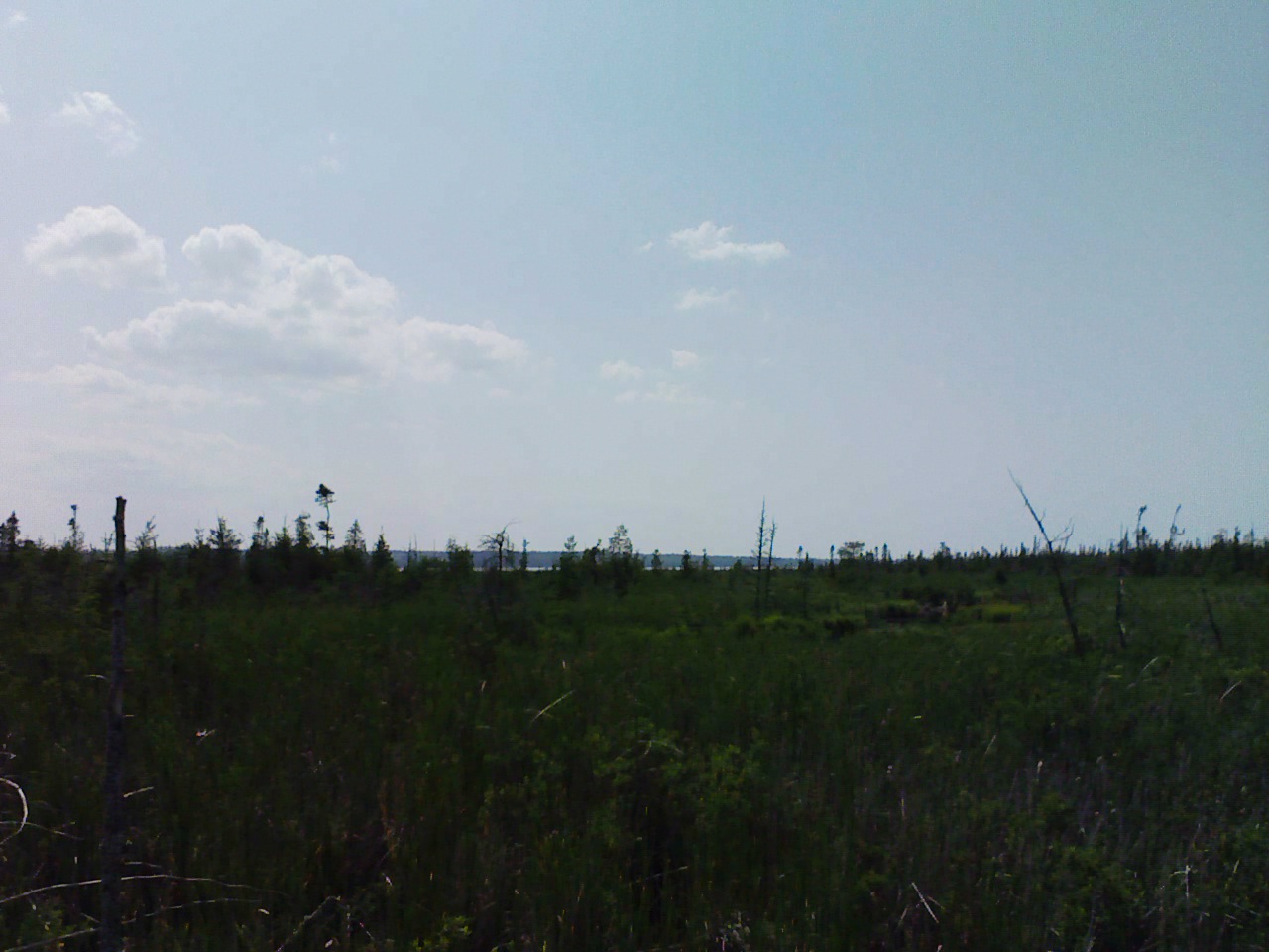 Swamp
