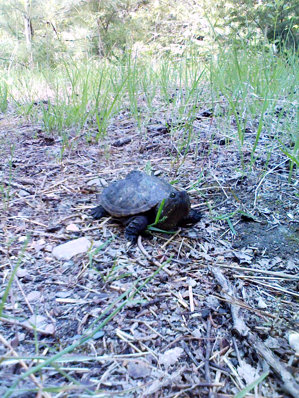 Turtle