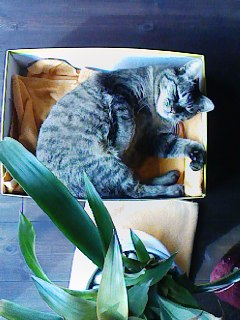 Kitty in box