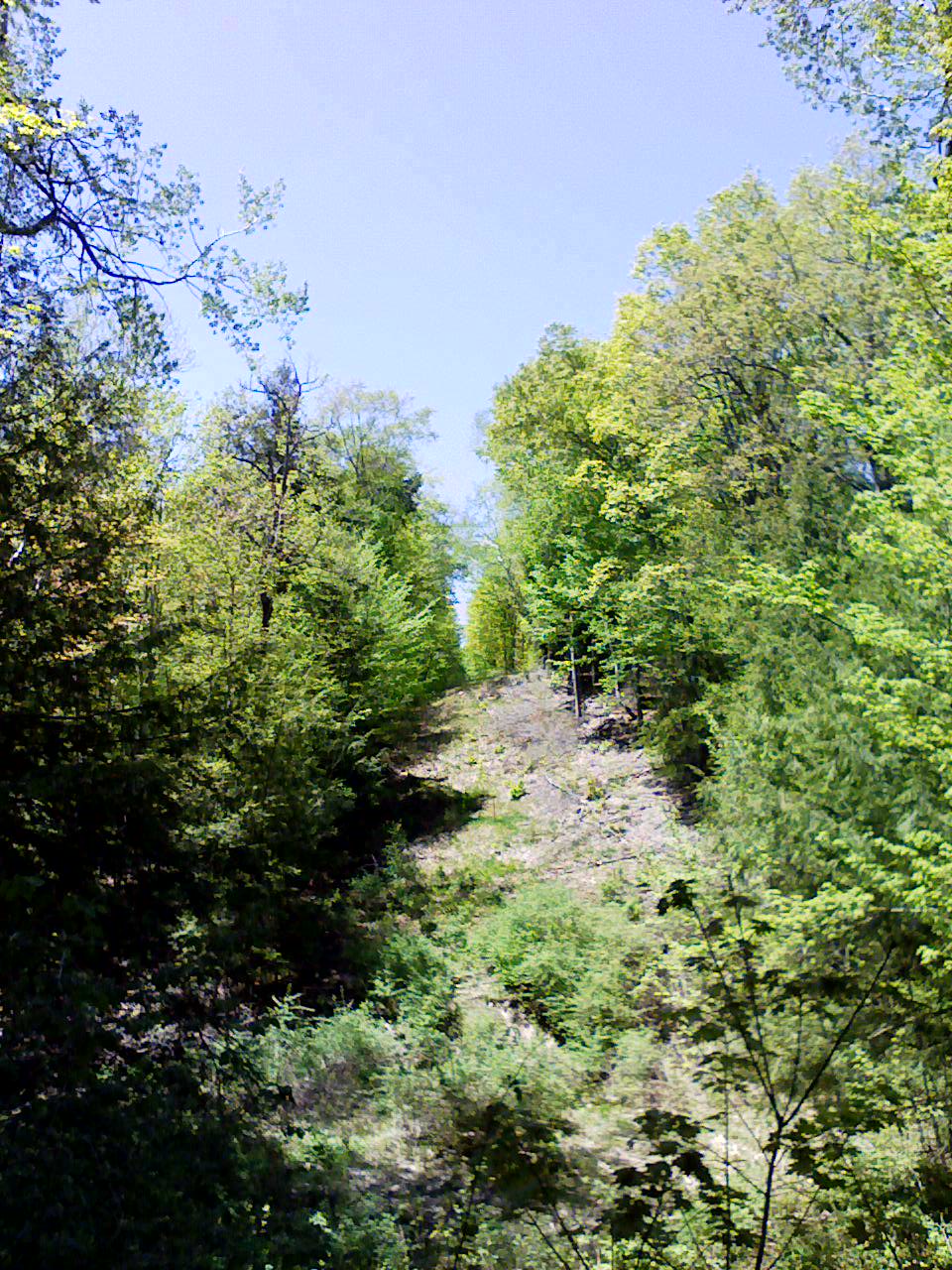 Trees