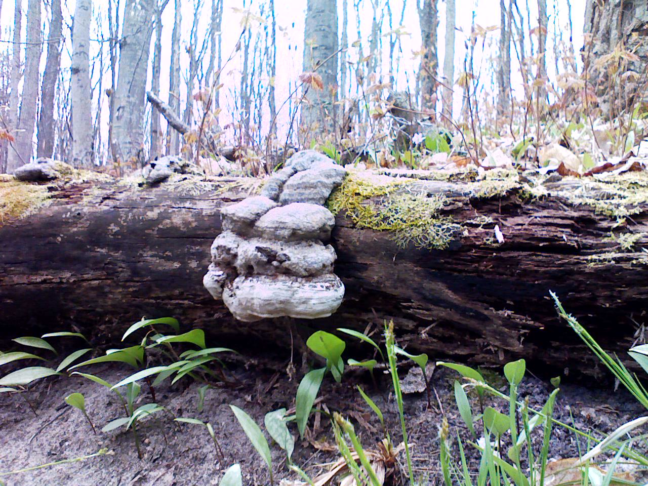 Log