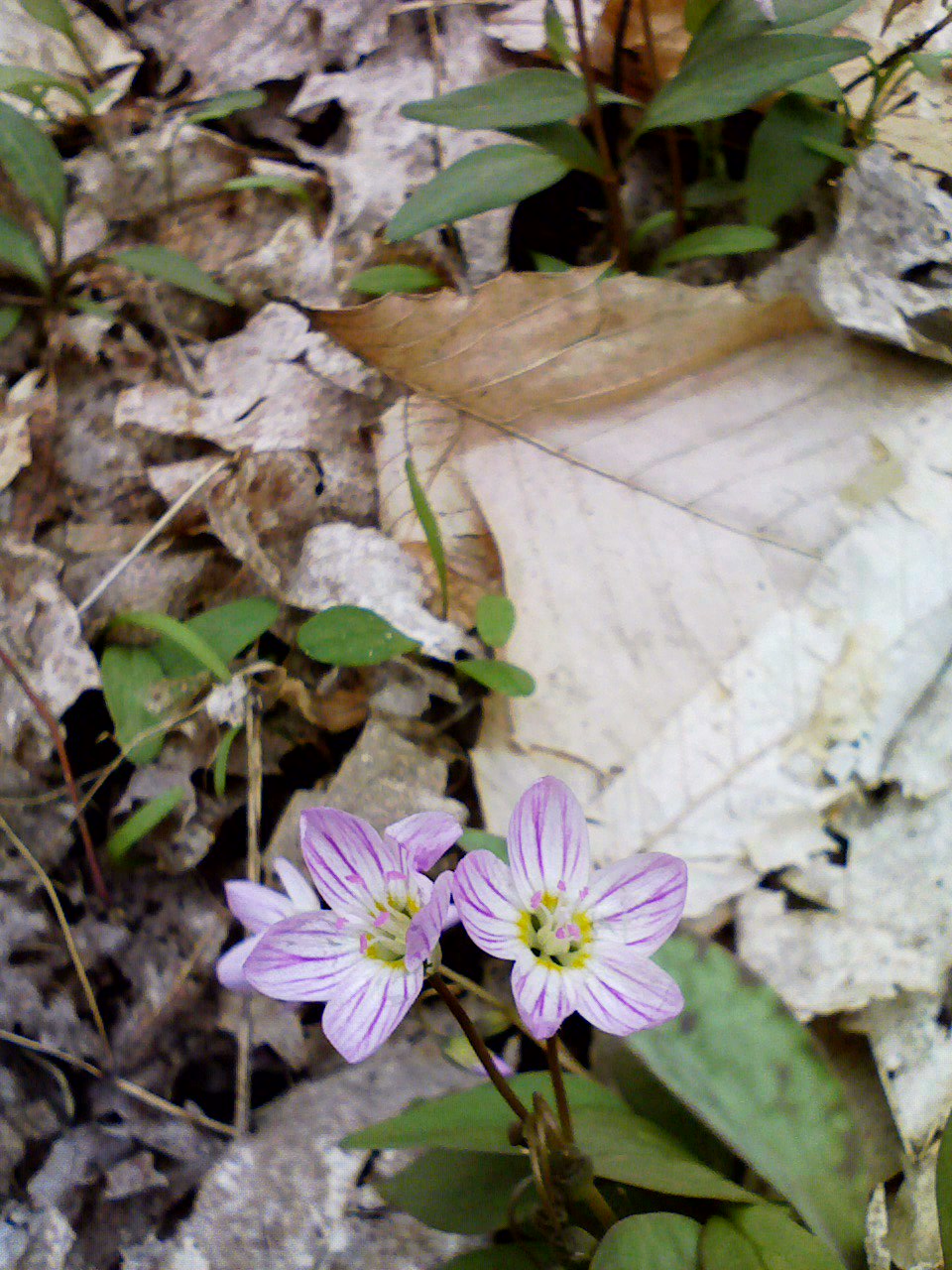 Flowers