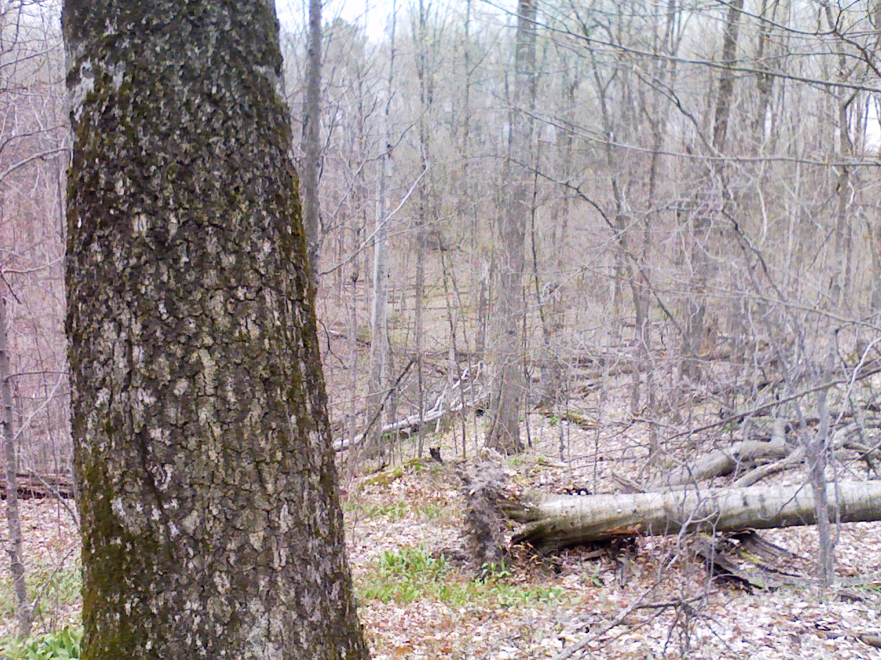Trees