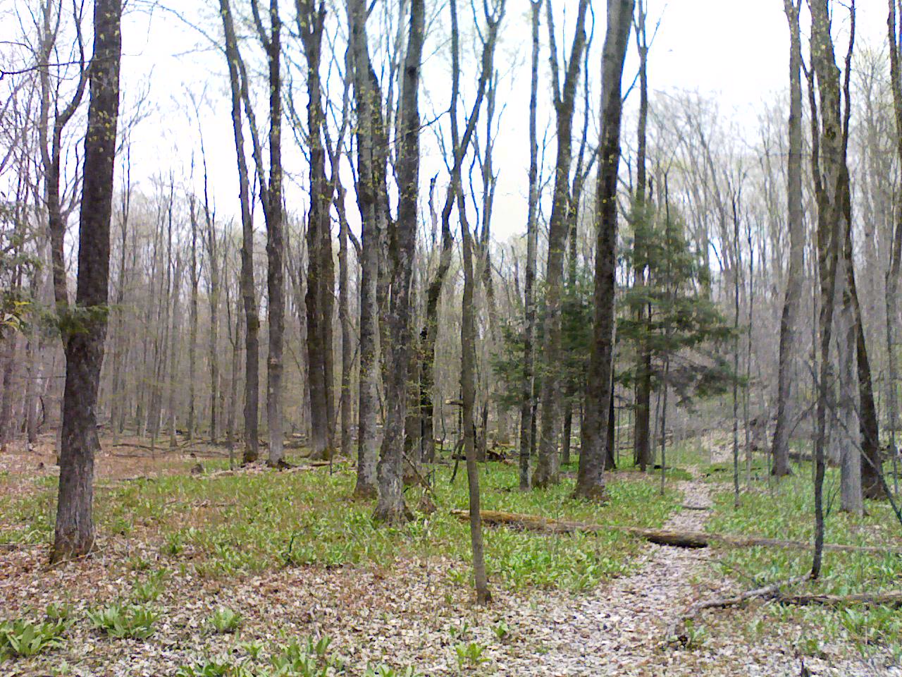 Trees
