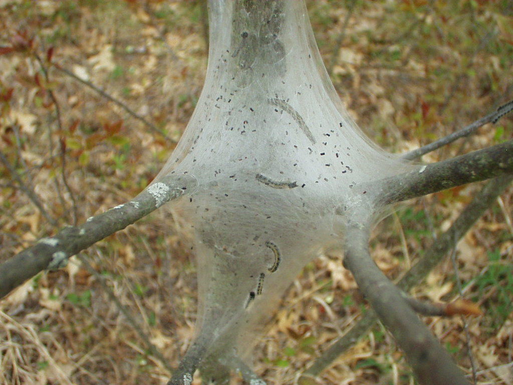 Caterpillar nest