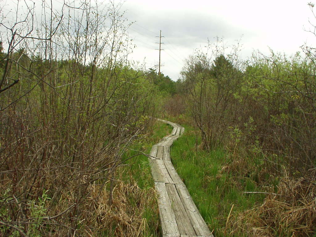 Path in the woods