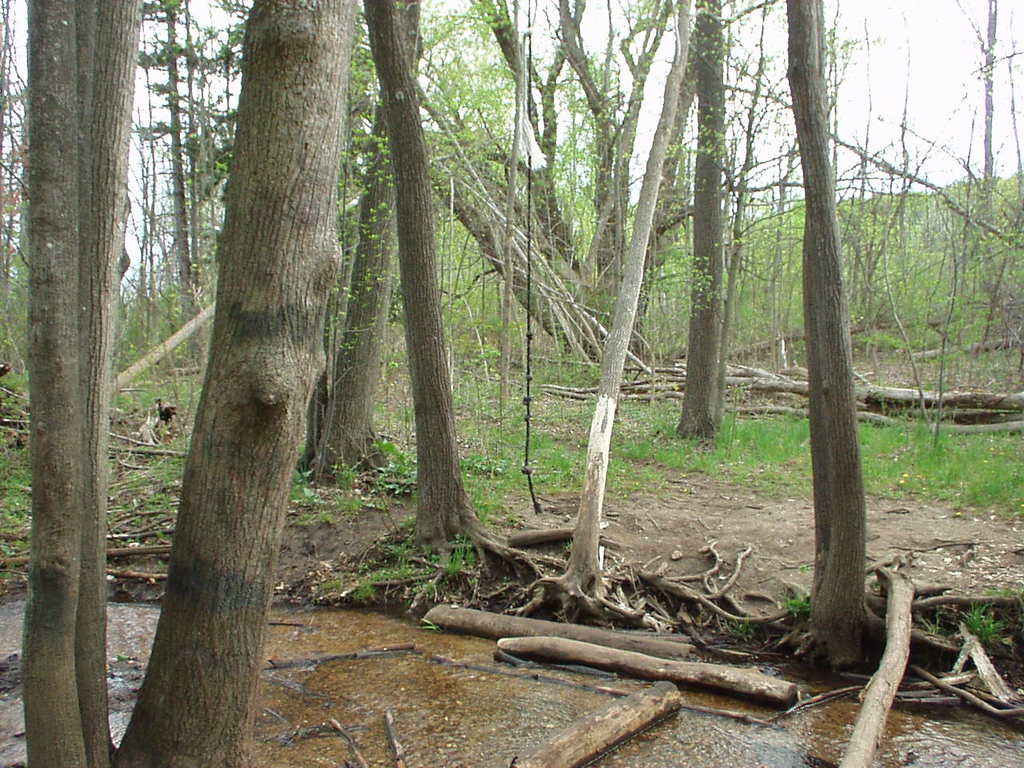 Stream in the woods