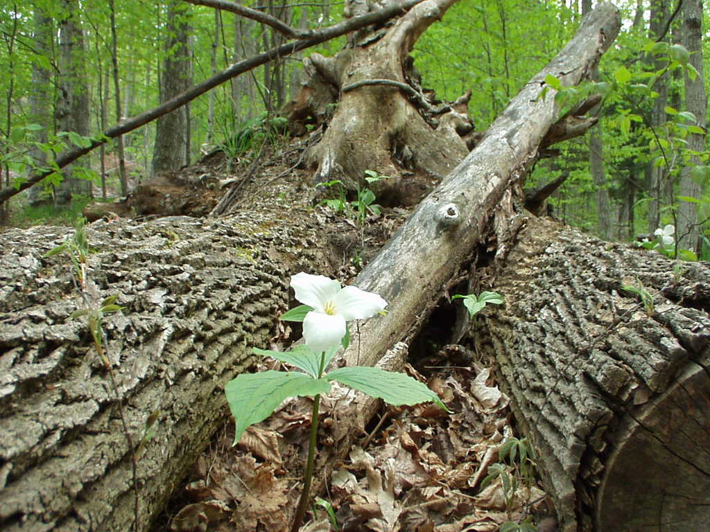 Flower by fallen tree