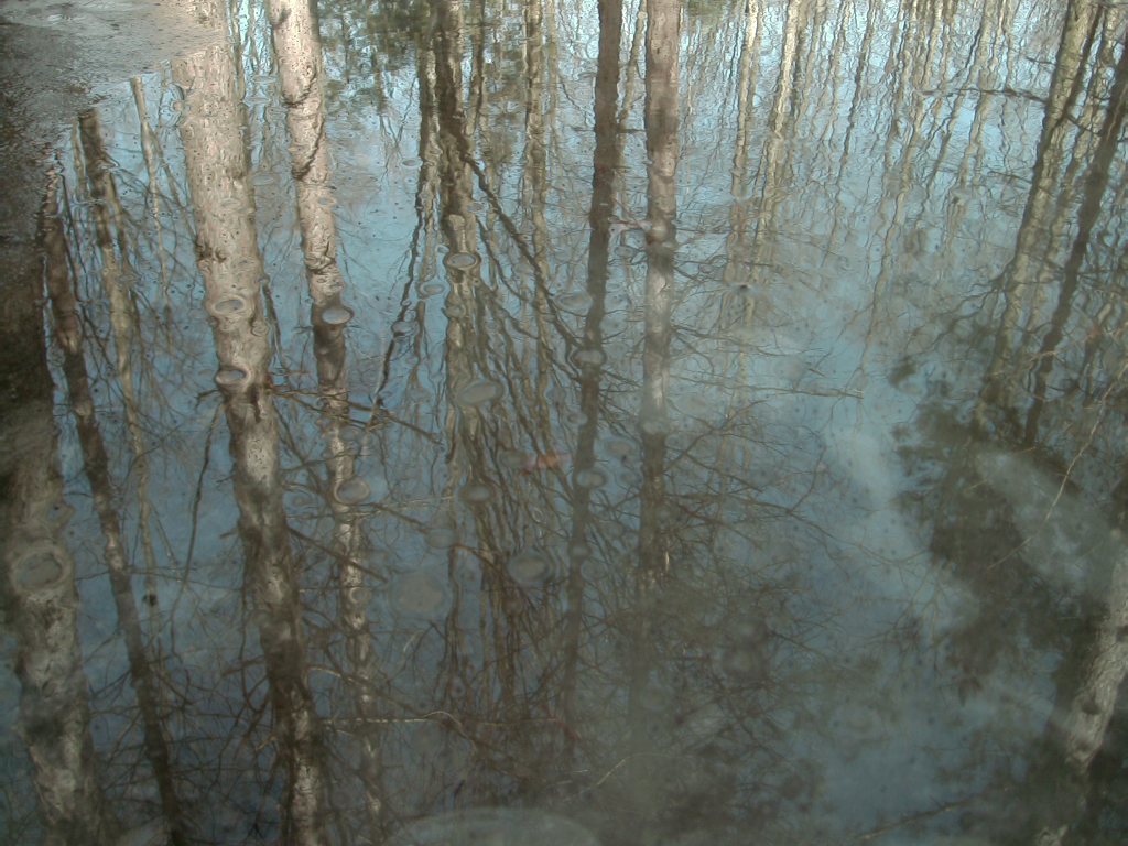 Tree reflection in ice