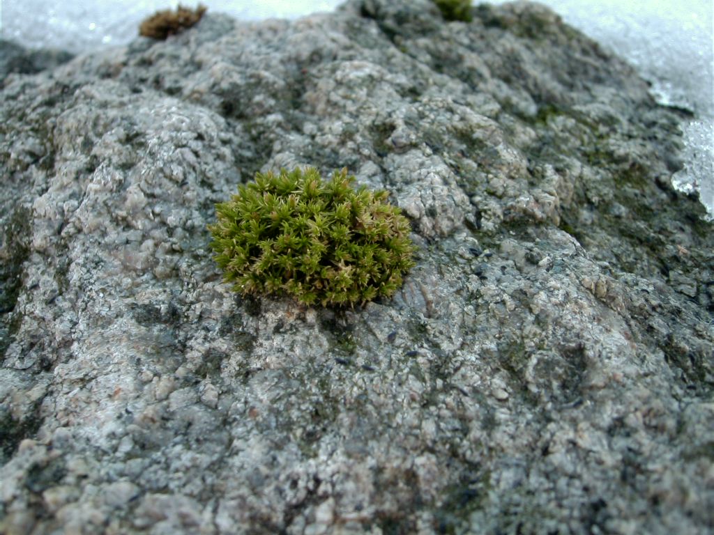 Moss