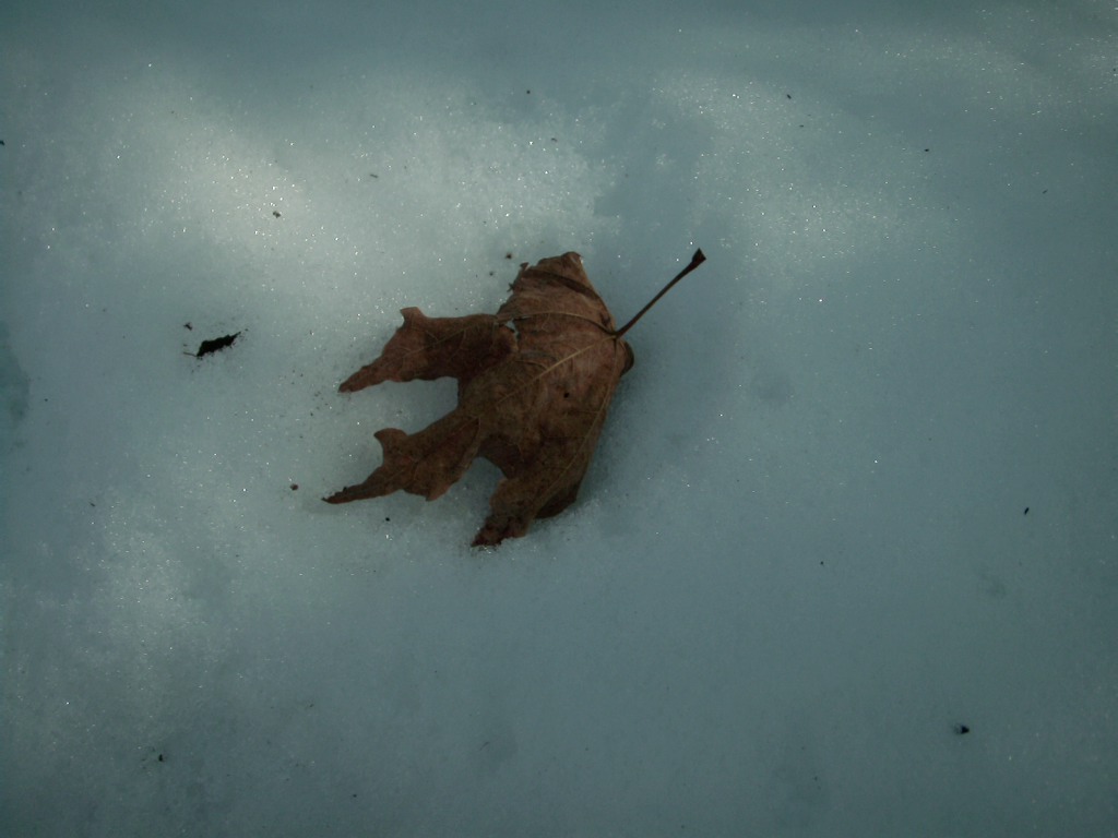 Leaf in snow