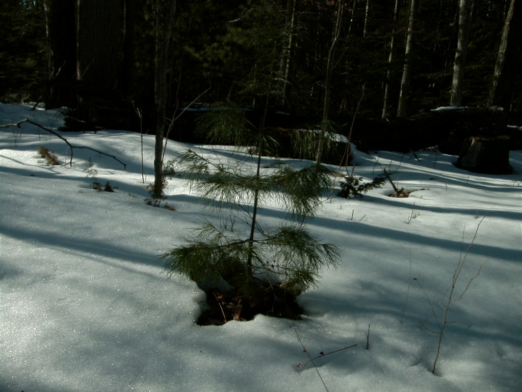 Pine tree in snow