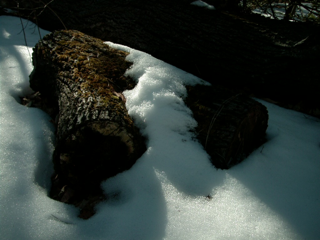 Log in snow