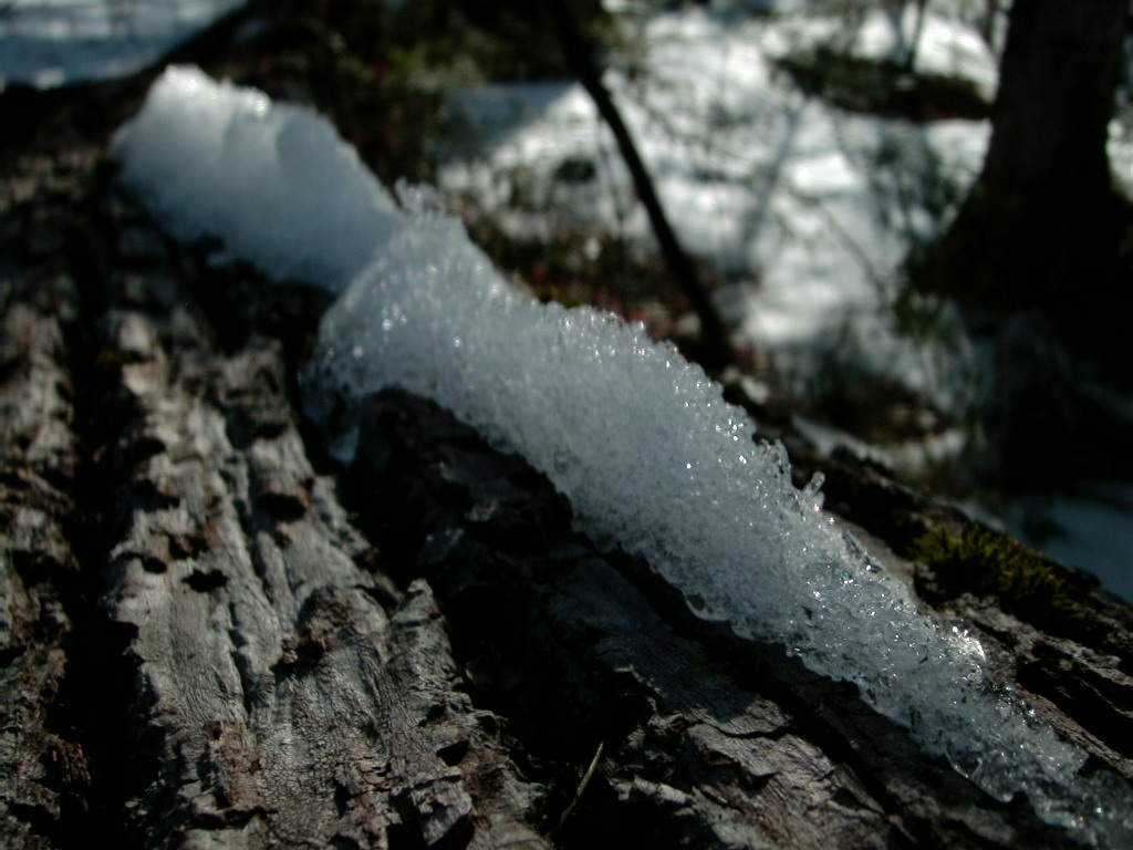 Snow on log