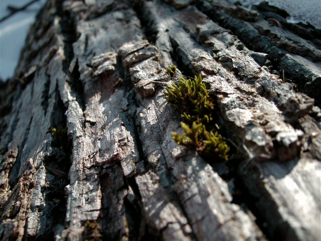 Moss on log