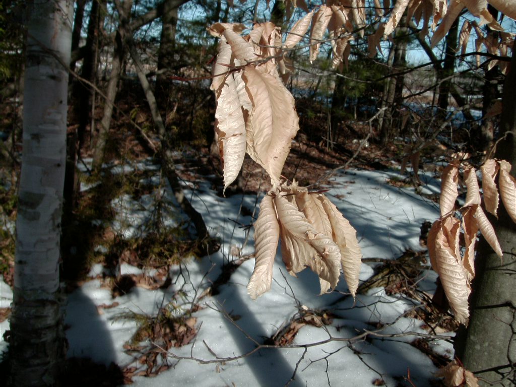 Leaves