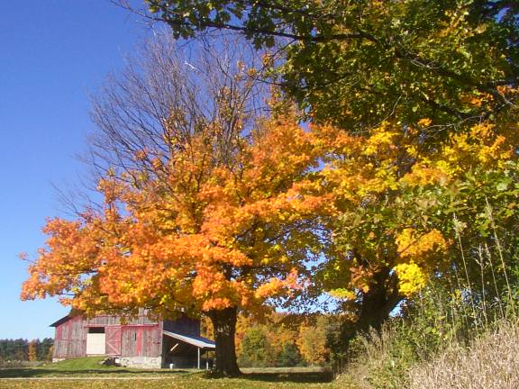 Autumn tree with barn