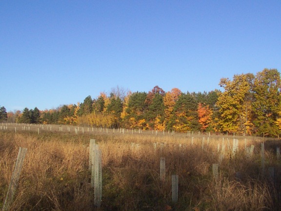 Field with planted trees