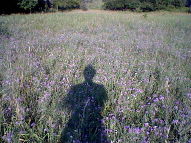 Nintendo DSi Camera photo - Shadow in the flowers