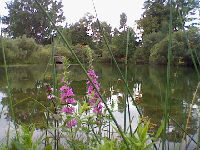 Nintendo DSi Camera photo - Lake