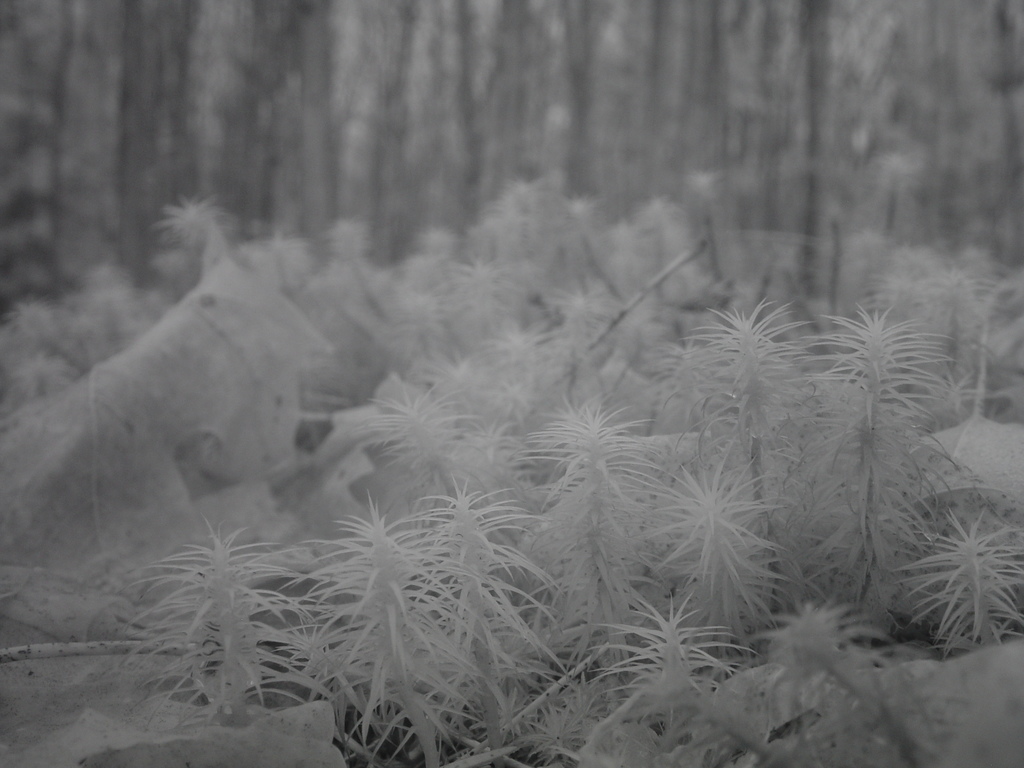 Plants on forest floor