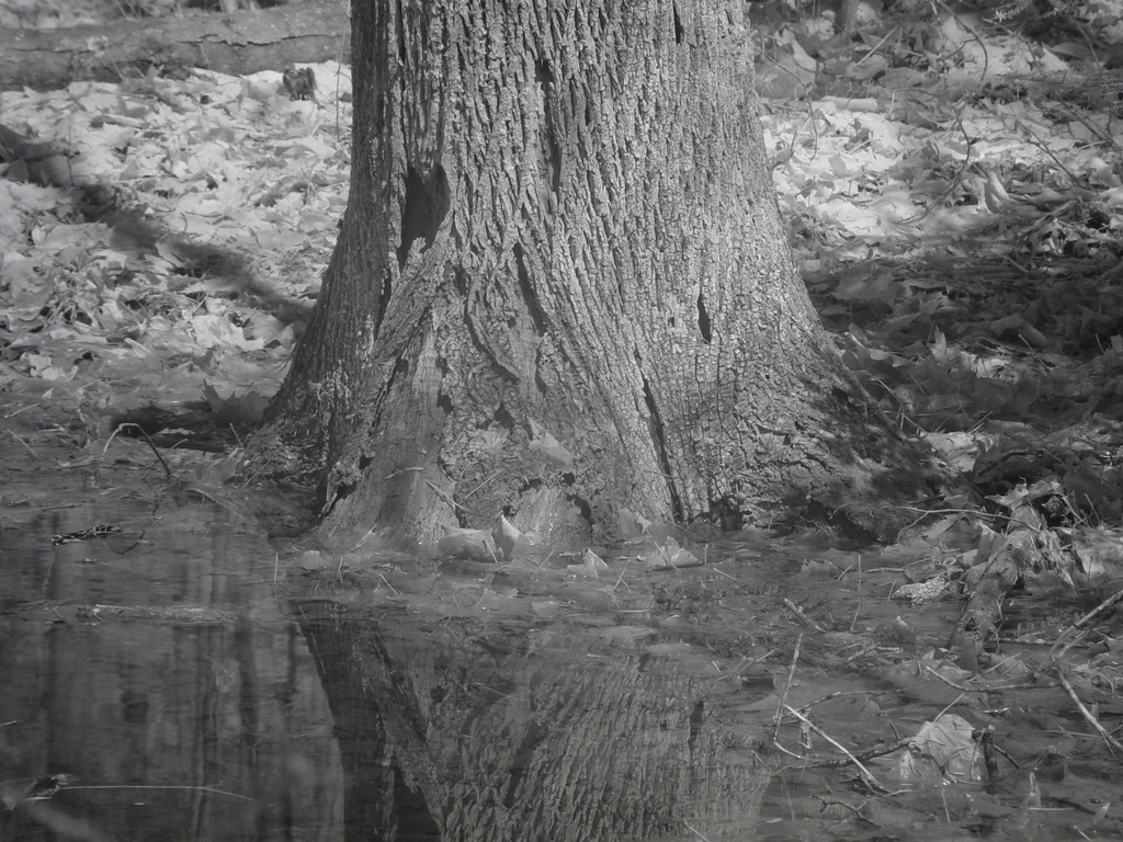 Tree reflection