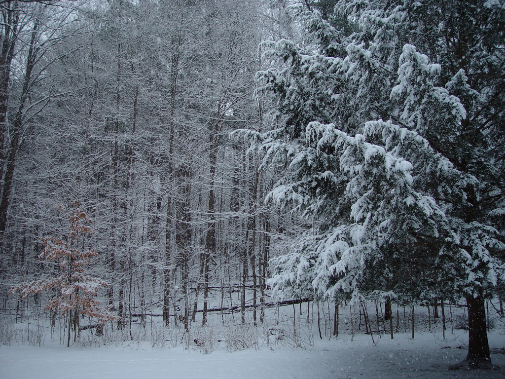 Snowy trees