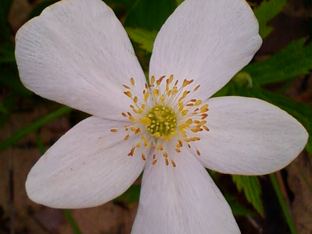 Flower