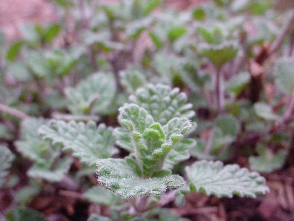 Plant