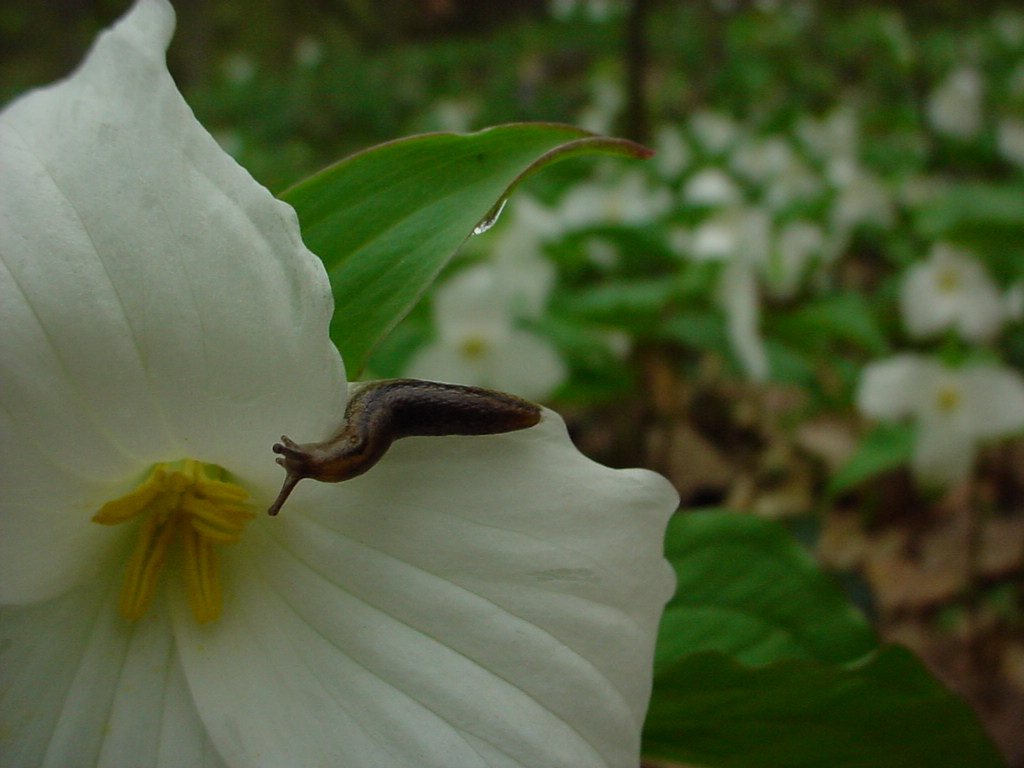 Slug on flower