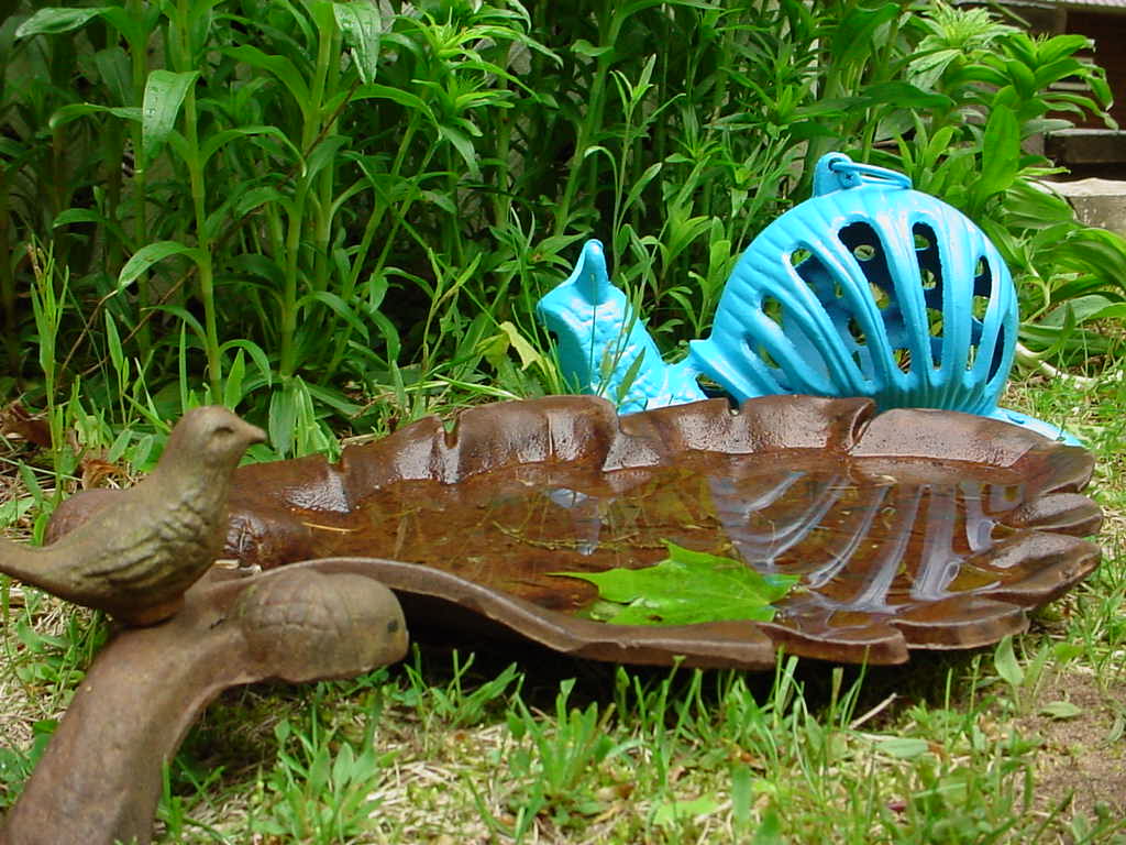 Bird bath and snail