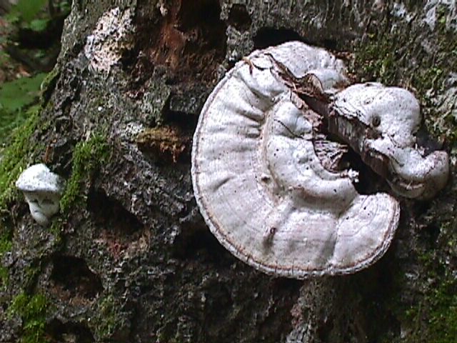 Fungus