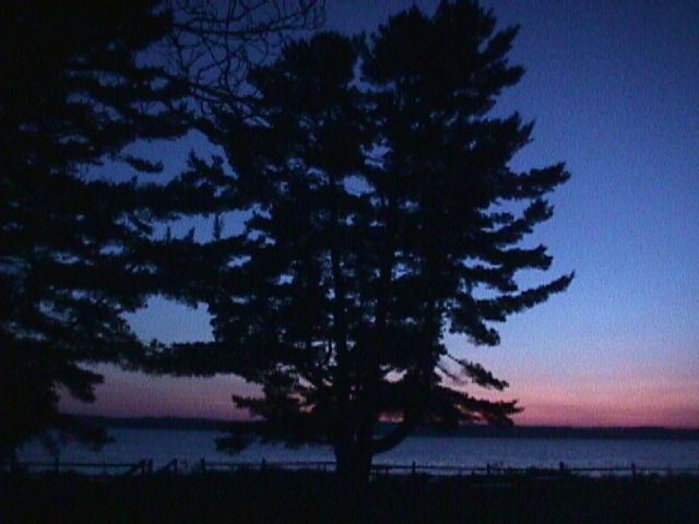 Nighttime tree