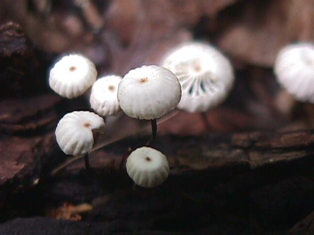 Fungus