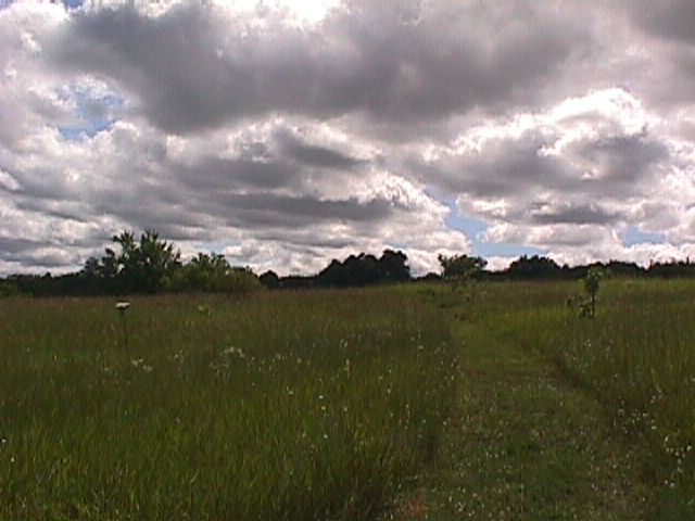 Cloudy field