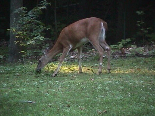 Deer