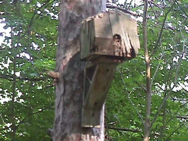 Bird house