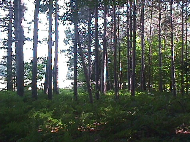 Trees
