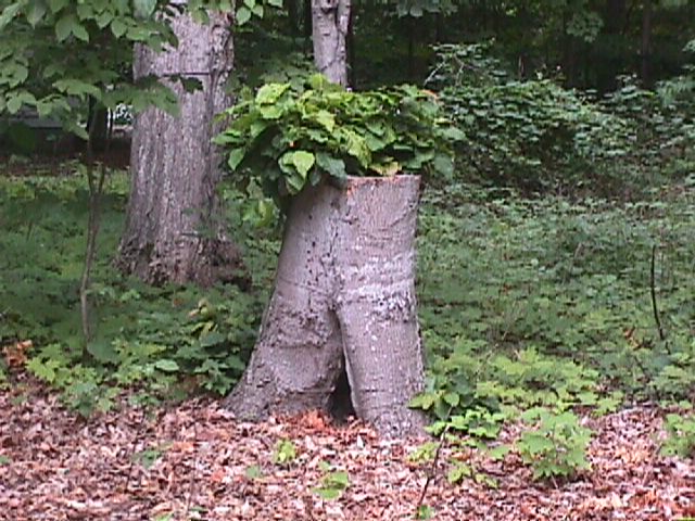 Stump with plants